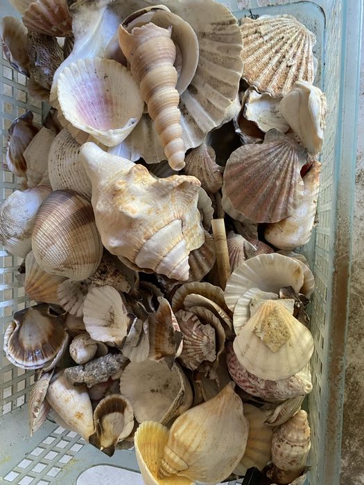 Conjunto conchas e outros