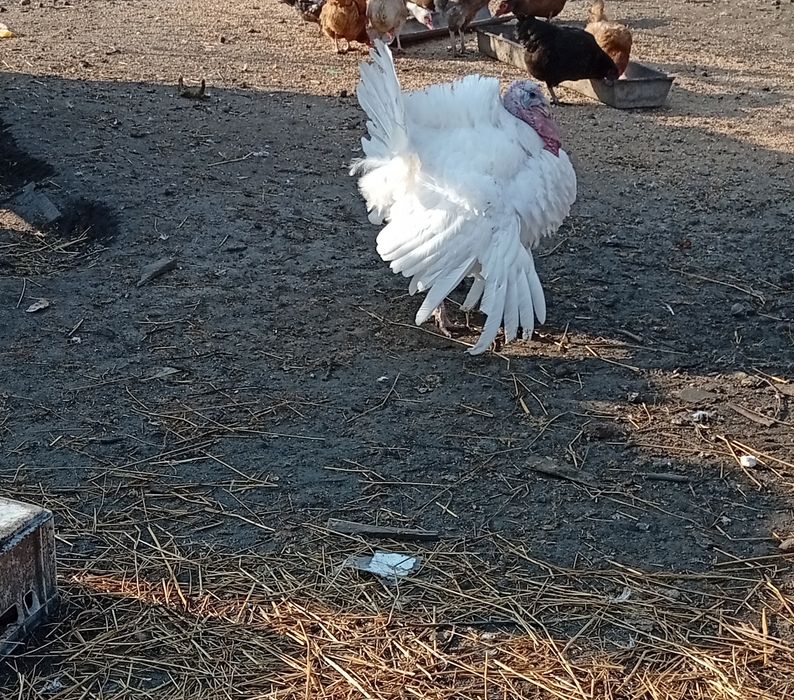 Indory zeszłoroczne