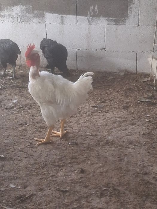 Galos branca portuguesa