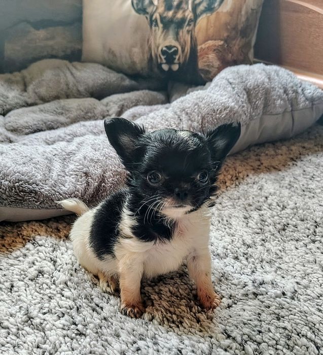 Chihuahua, sunia, mini suczka, maleńka sunia