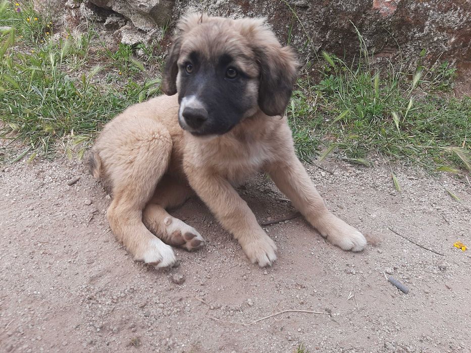 Cachoro de estimação femea