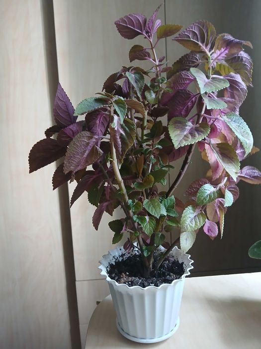 Кімнатні рослини (Вазони )