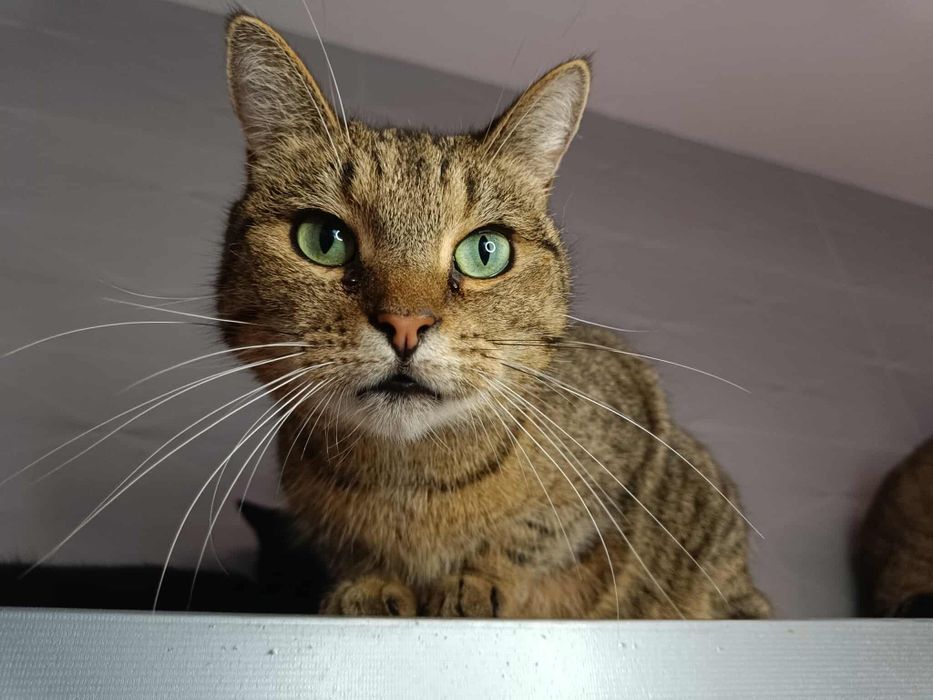 Nieśmiała Dixi rozgląda się za domem!