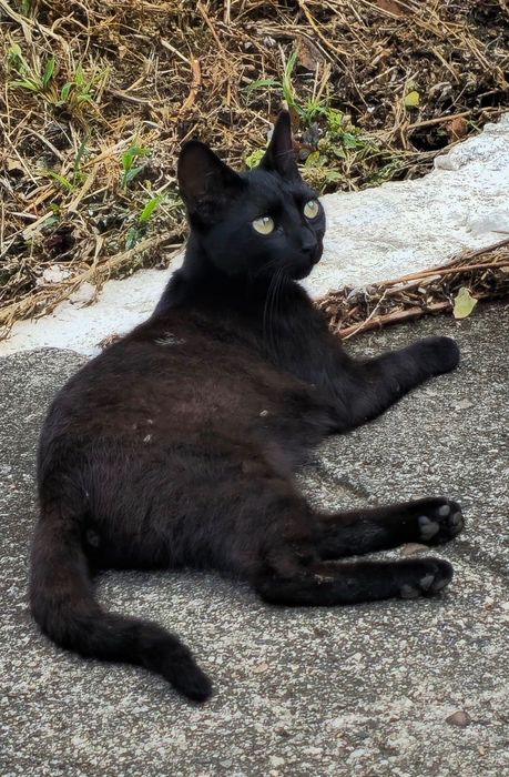 Gato jovem para adoção responsável