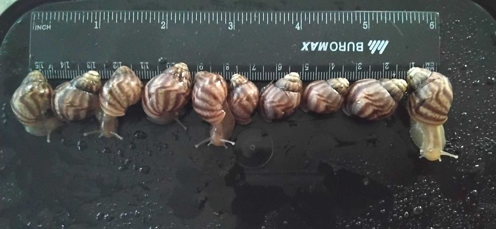 Детки улитки Ахатина имакулата | Кривой Рог |