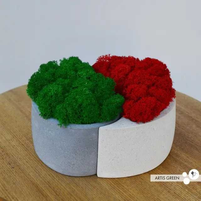 Знижка 50% Подарунок з яскравим мохом інь-янь