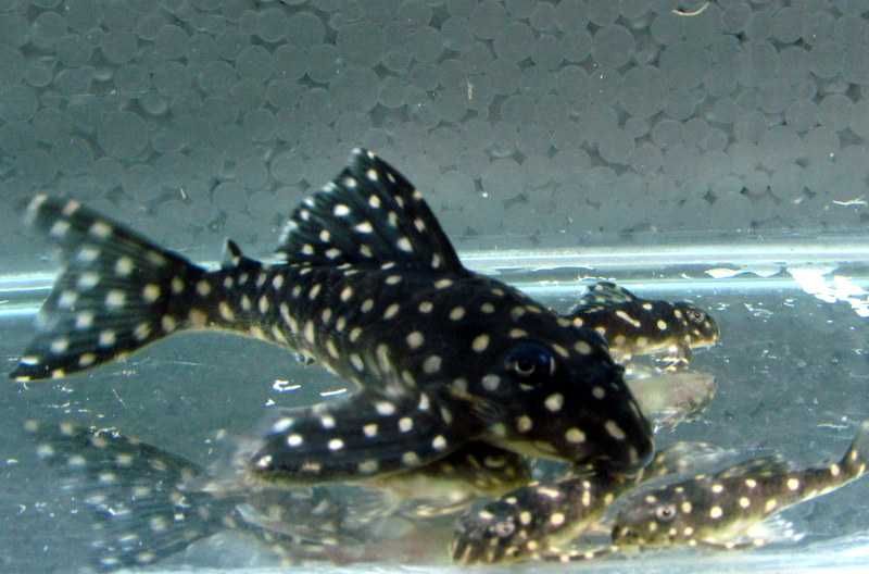 Звездочки, стурисомы, L-сомы (сомики 181,201)