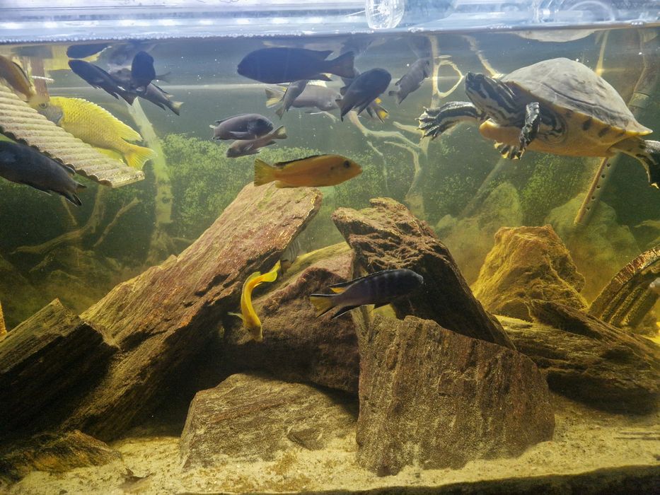 ! Akwarium Aquael 240L + unikatowe życie ! Malawi + żółwie