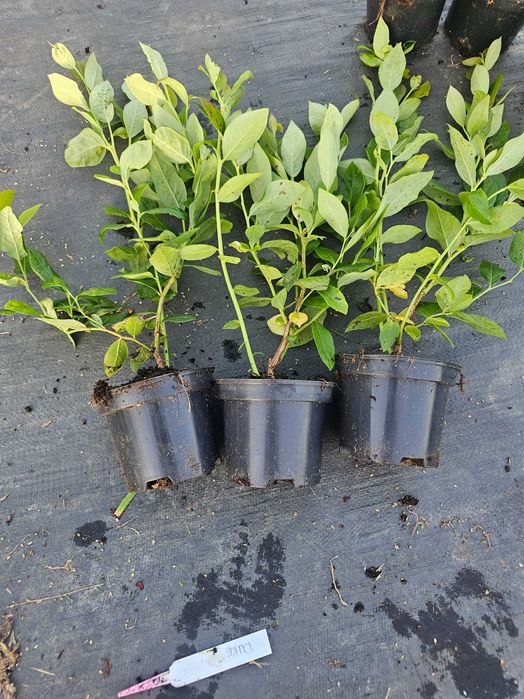 Borówka Amerykańska! Sadzonki Borówki! 2,5 LETNIE! z CAC! Wiele odmian