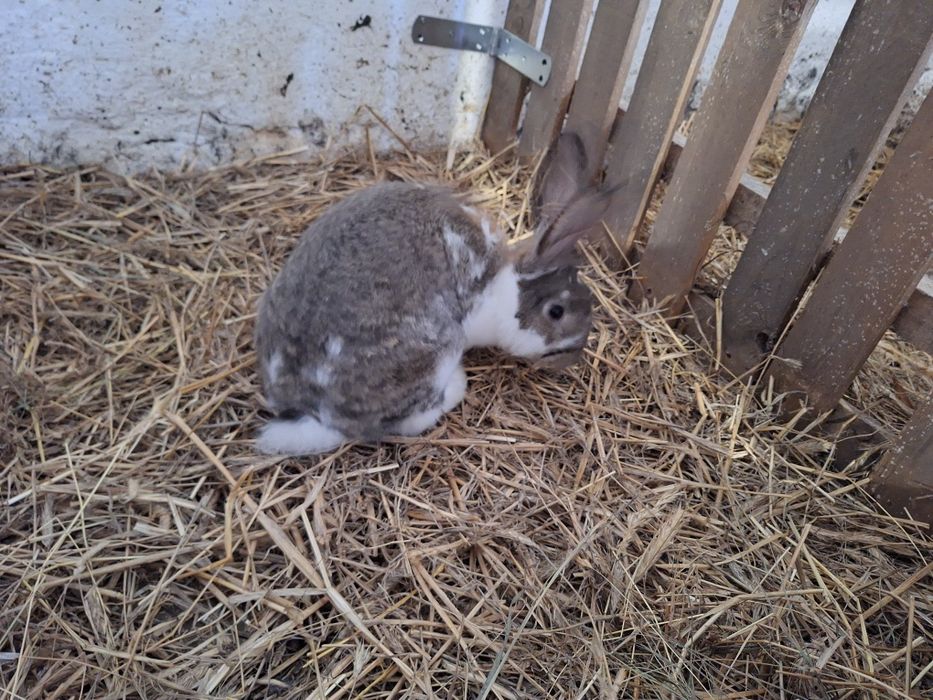 Samice królika do hodowli