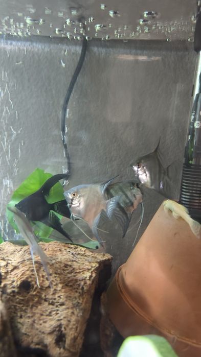 Vendo ou troco escalares