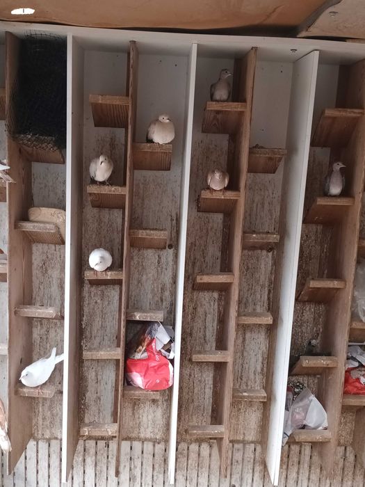 Rolas castanhas ,brancas e outras