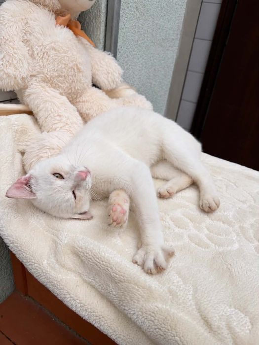 Śnieżka kot adopcja schronisko przytulas kotka biała