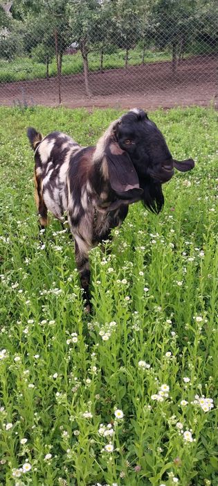 Продам  англо-нубійський цап