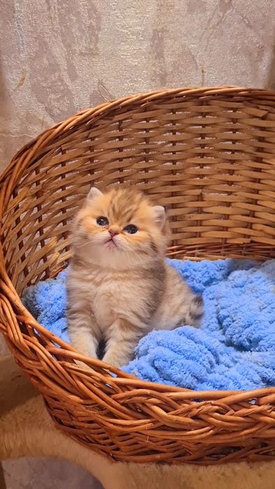 Шикарные малыши золотая шиншилла