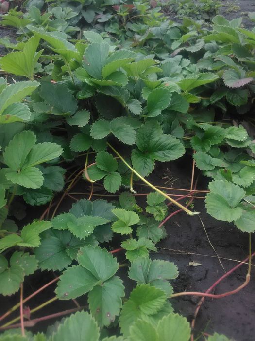 Саджанці полуниці "Корона"