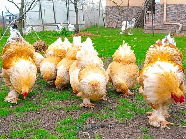 Яйце на інкубацію, курчата, Брама: блакитна, біле золото, темна.