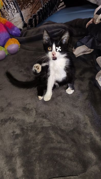 Отдам малюточек котят