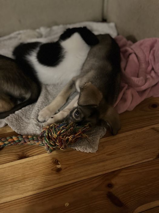 Сірко шукає найкращу родину в світі!