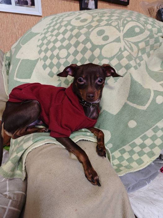 Цуцики той-терʼєр