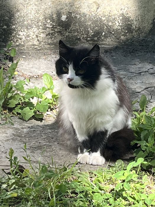 Котик безкоштовно