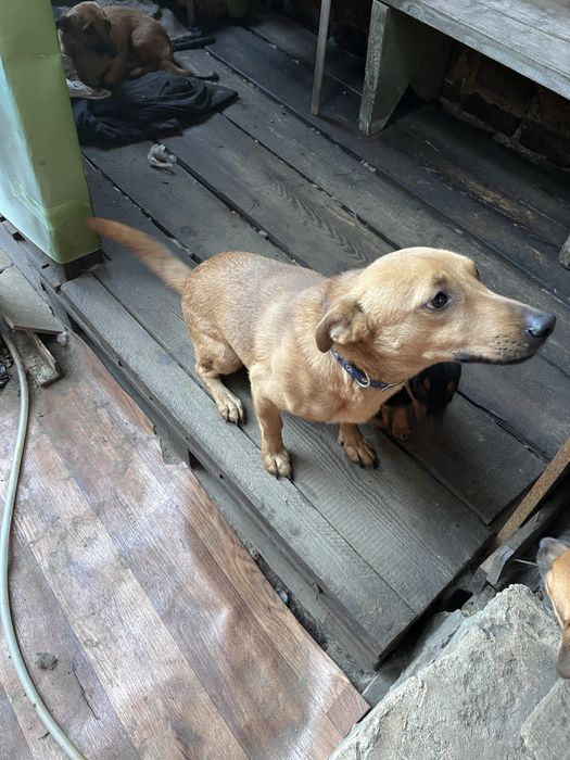 Віддаємо собачку хлопчик