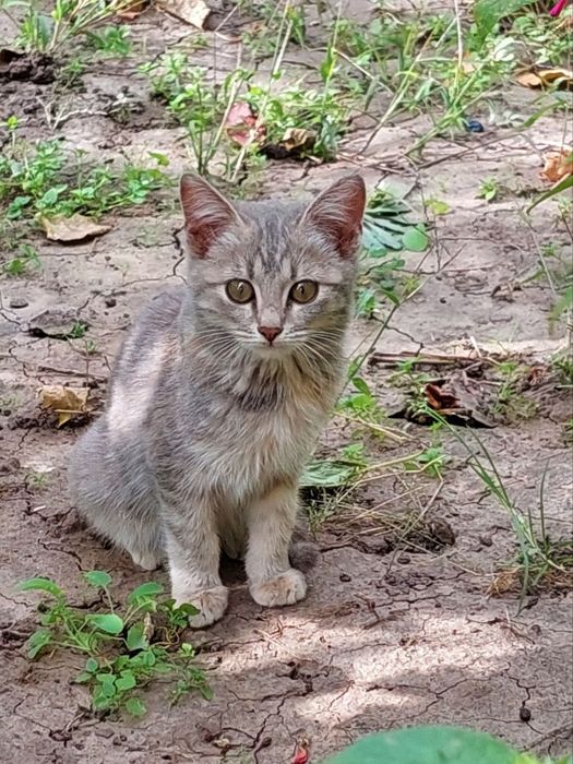 Котенок в добрые руки