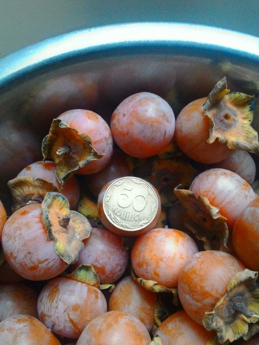 Черенки столового, технического (винного) винограда, инжира, плодовых