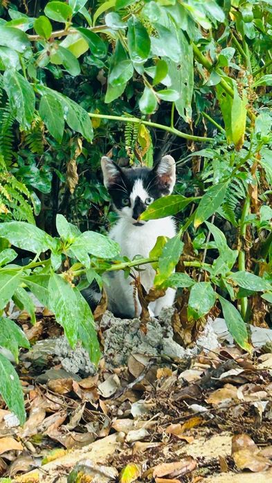 Gatinhos bebés machos para adoção responsável