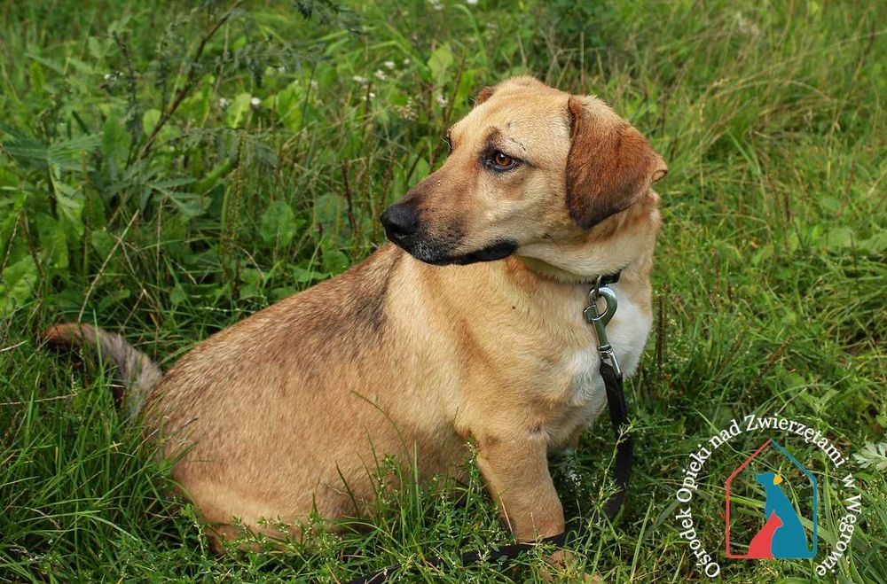 Młoda, bardzo przyjazna sunia Kalma szuka domu!