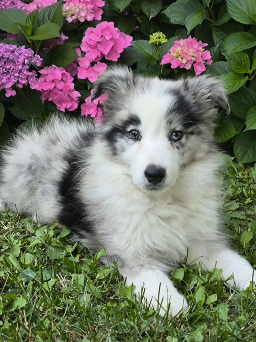 Border collie ZKWP FCI piesek