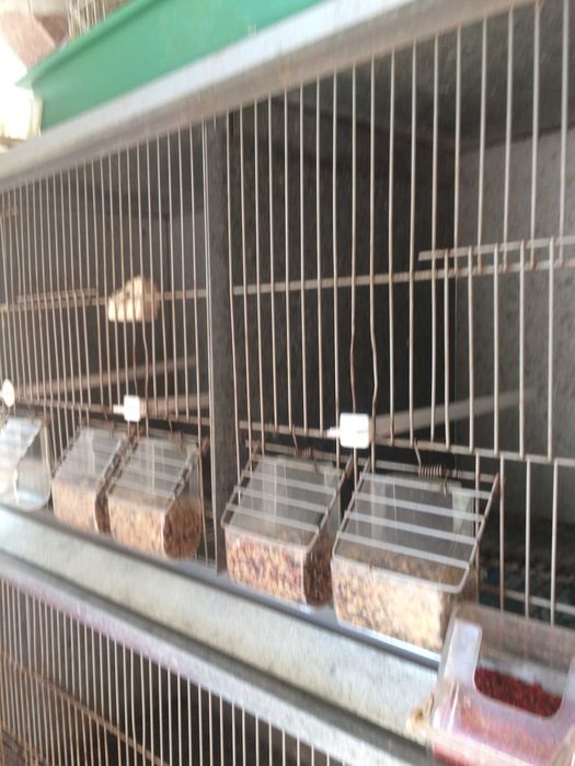 GAIOLA VIVEIRO para canarios