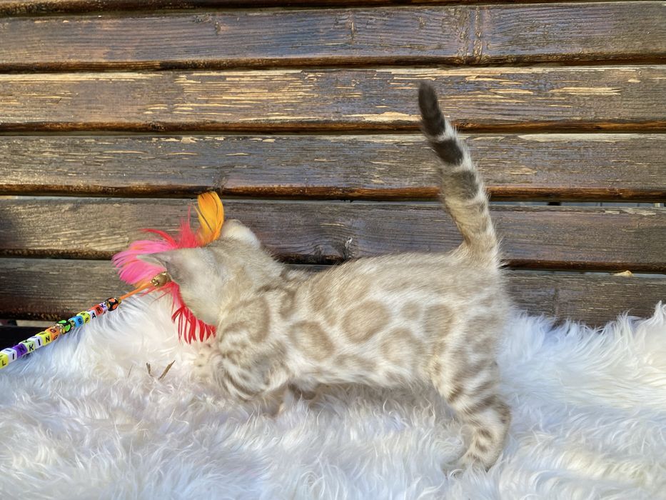 Бенгальські котики
