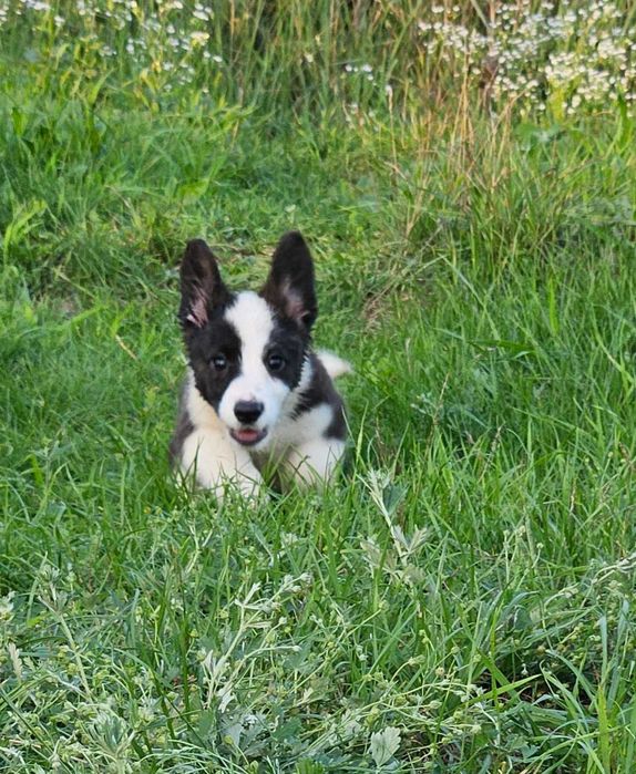 Welsh Corgi Cardigan ZKwP Chłopiec