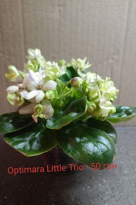 Міні фіалки продаж