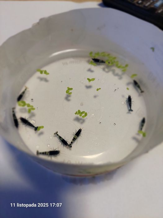 Krewetki caridina pinto zebra