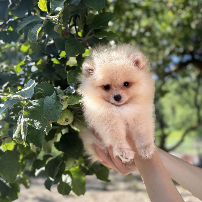 Хлопчик шоу класу тип ведмедика