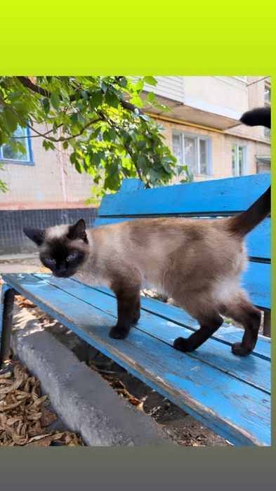 Отдам сиамскую кошку