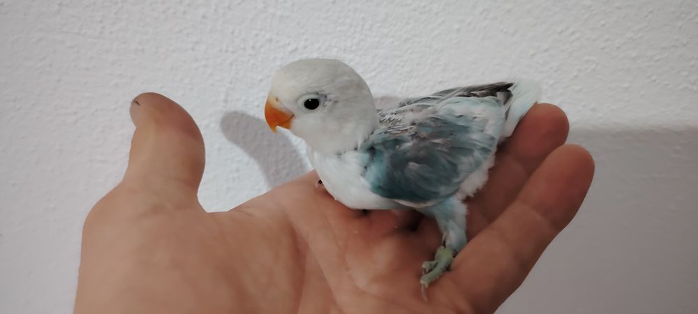 Agapornis Fischer , Blue Opalino.