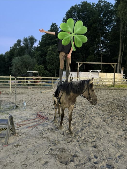 Wałach kuc kn 4 lata