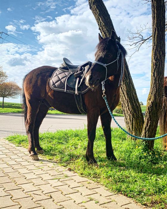 Wspaniały kuc feliński ze sprzętem