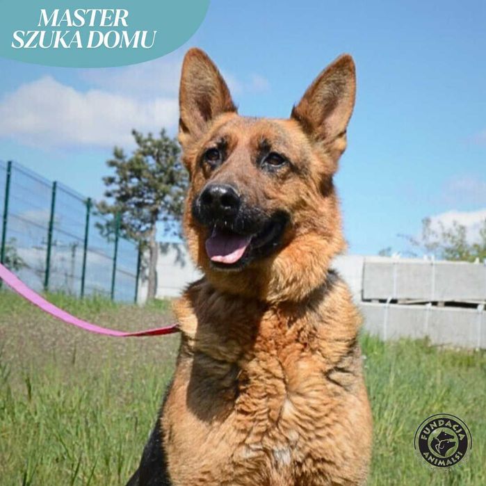 Master szuka domku w typie rasy Owczarek Niemiecki