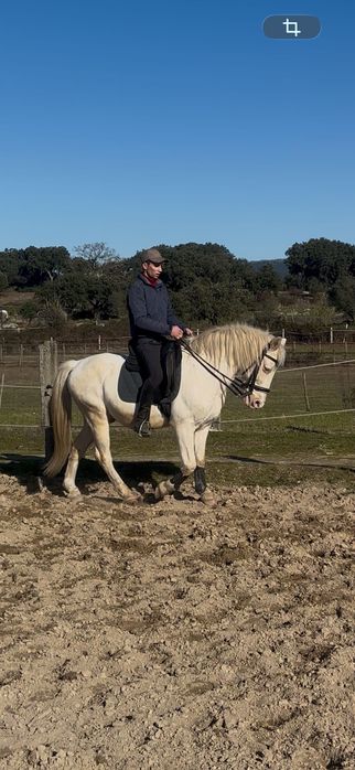 Cavalo Isabel montado e engatado