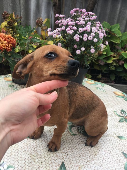 Щенок  чихотаксы