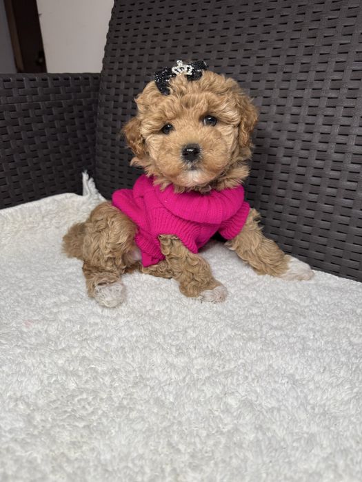 Маленькі милі мальтіпу