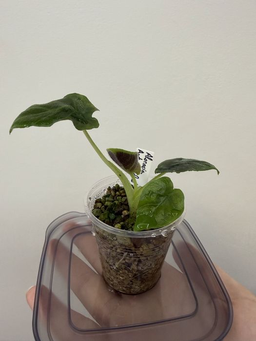 Alocasia Antoro Velvet