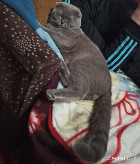 Кіт на злучку Кот для кошки