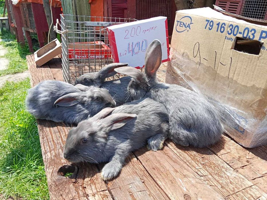 кролики строкач від 400 грн/шт