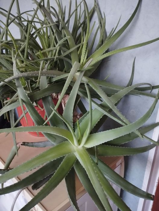 Лечебное алое,больше десяти лет.