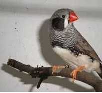 Diamantes mandarim desde 5€